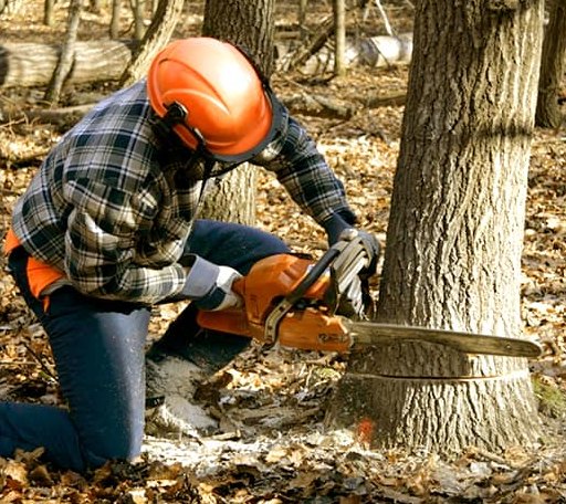 Tree Removal in Blue Creek, OH